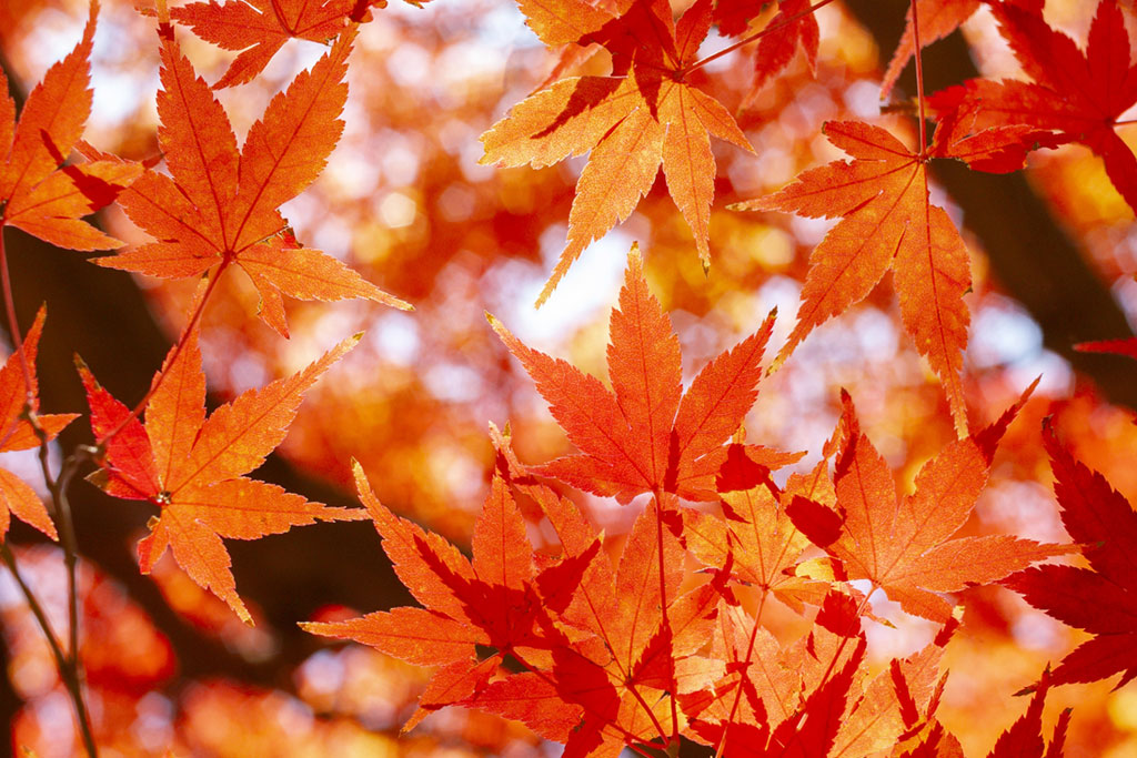 10月といえば紅葉狩り