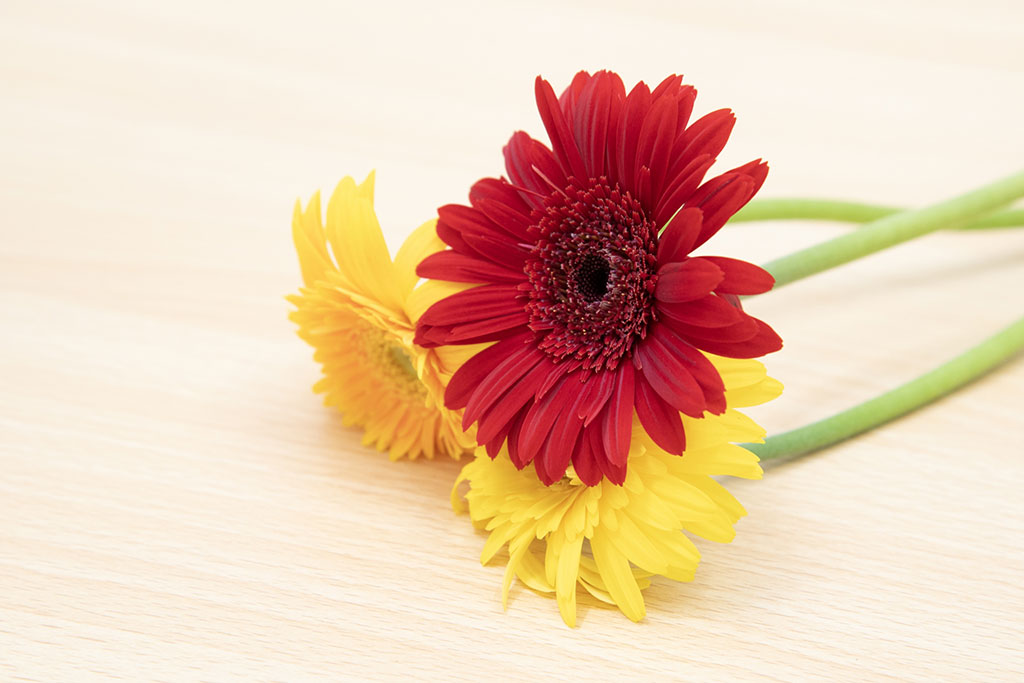 60歳のお祝い「還暦」とは？基礎知識やマナー＆喜ばれるプレゼントの選び方をご紹介します