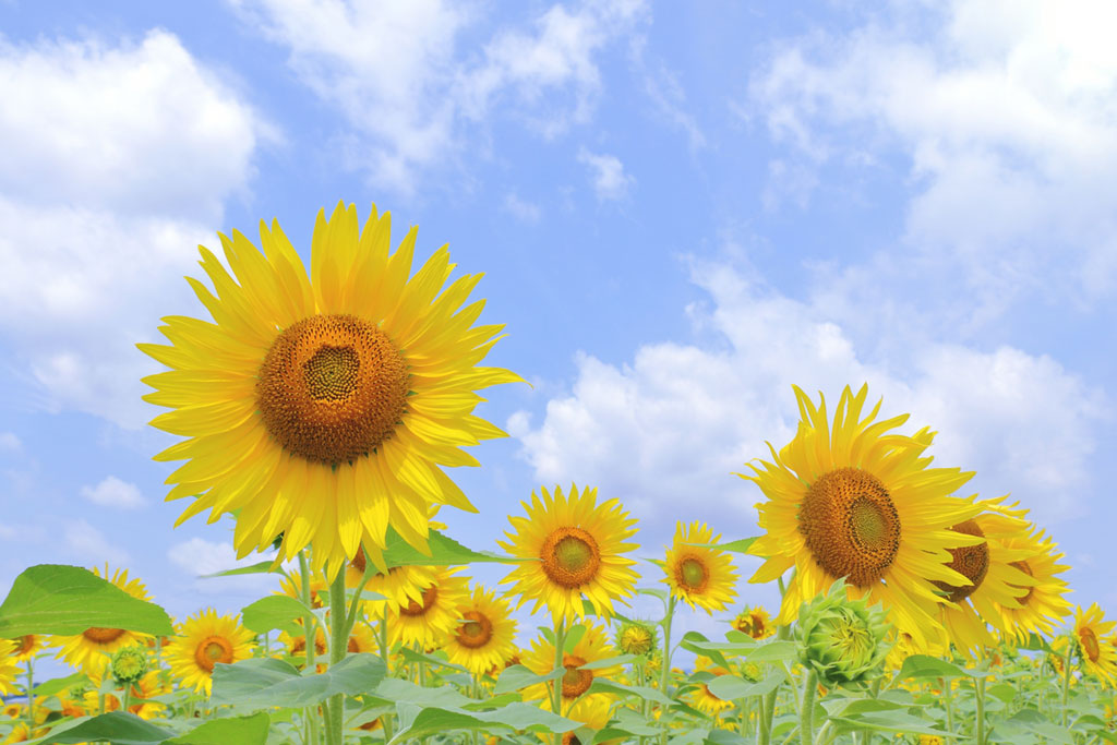 7月といえばイベント・行事は?七夕や海開きなど夏の催しが盛りだくさん【カレンダー付】