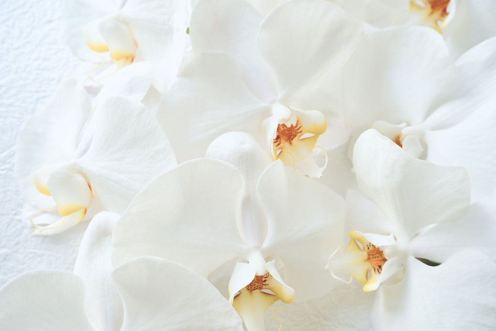 98歳のお祝いは「白寿」？数え年とは？長寿祝いの基礎知識＆人気プレゼント