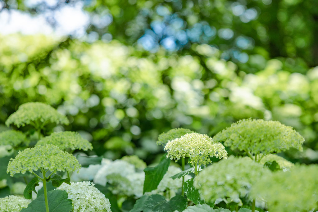 【二十四節気】夏至(げし)とは?2025年はいつ?風習や食べ物、七十二候を解説します