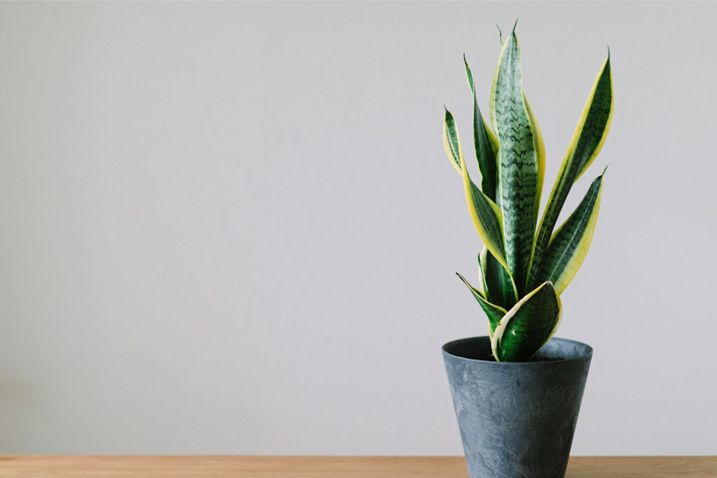 鬼門には観葉植物を置くのがおすすめ