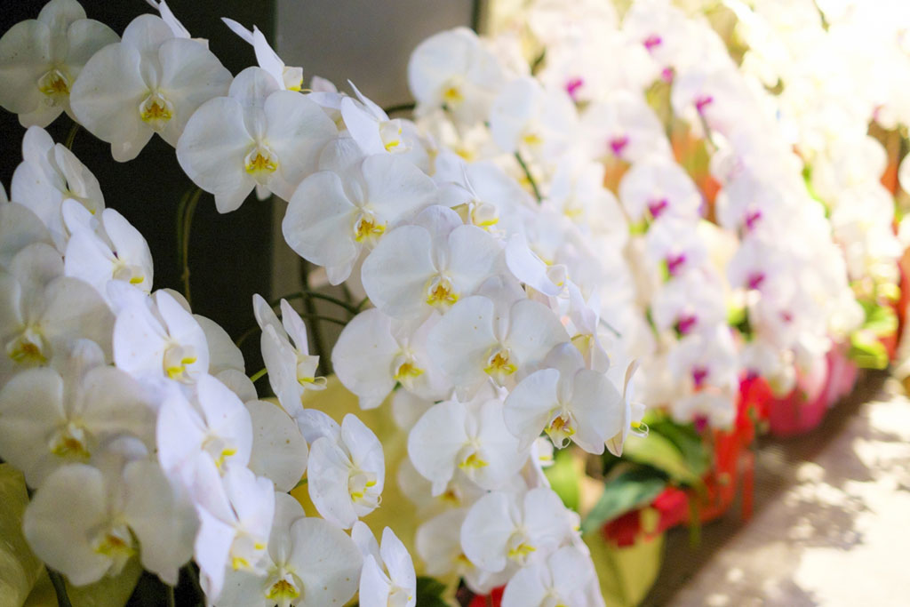 5万円の胡蝶蘭が選ばれる理由は？