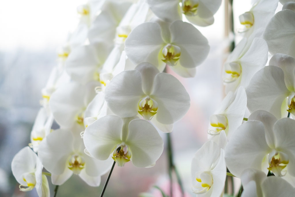 5万円の胡蝶蘭を贈るシーンは？