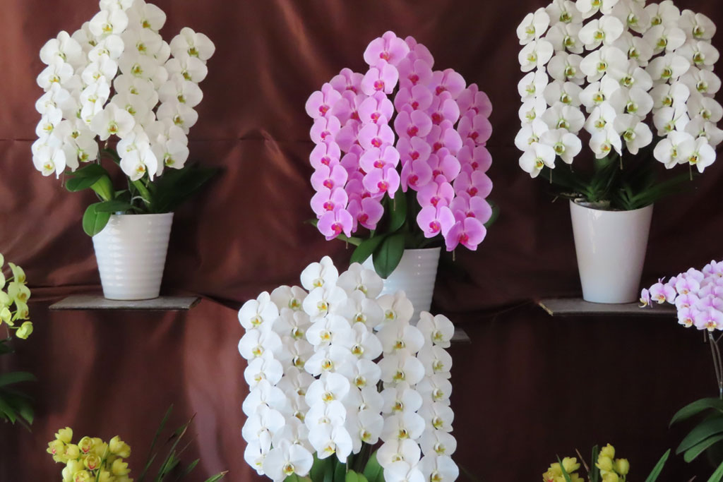 特別なお祝いに5万円の胡蝶蘭が選ばれる理由は？シーン別予算とおすすめ商品をご紹介