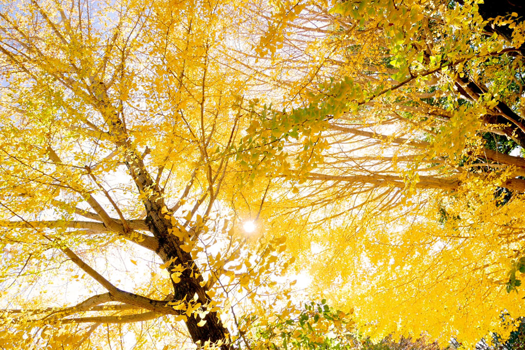 金運アップに人気のモチーフ【植物】