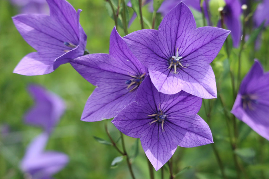 立秋の頃に咲く花