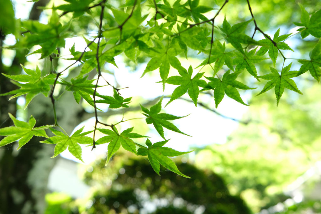 【二十四節気】小満(しょうまん)とは?意味やこの季節の風物詩など基礎知識をご紹介