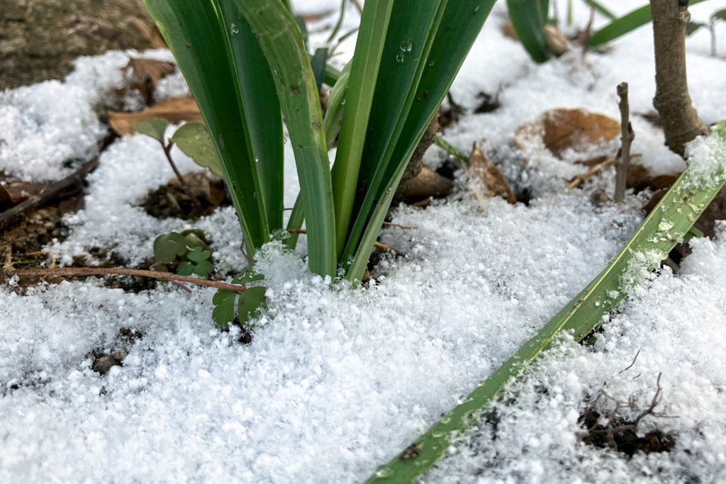 小雪は日付が変わる？