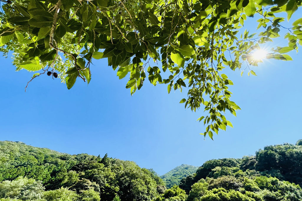 小暑は「本格的な暑さがはじまる」ころ