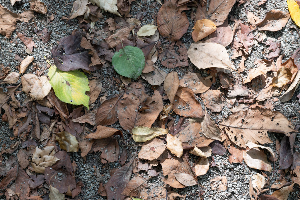 秋分の次候「蟄虫坏戸」