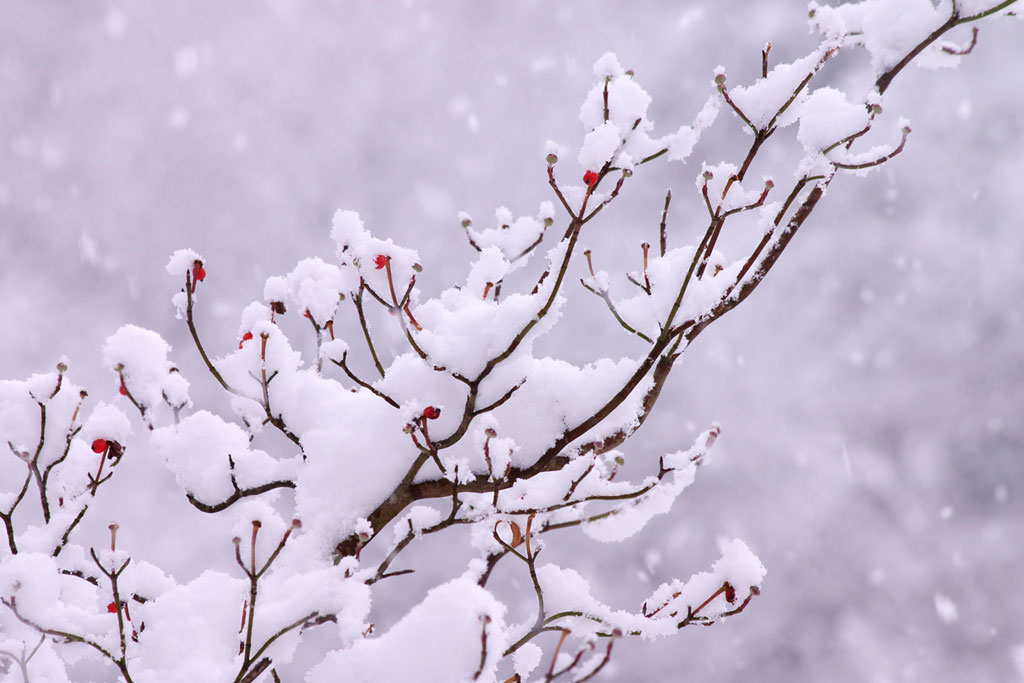 【二十四節気】大雪（たいせつ）とは？意味やこの季節に旬を迎える食べ物などをご紹介