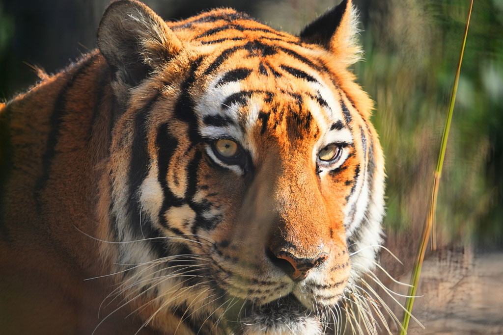 寅の日とは？金運上昇・買い物におすすめの吉日の意味＆由来をご紹介【2026年カレンダー付】