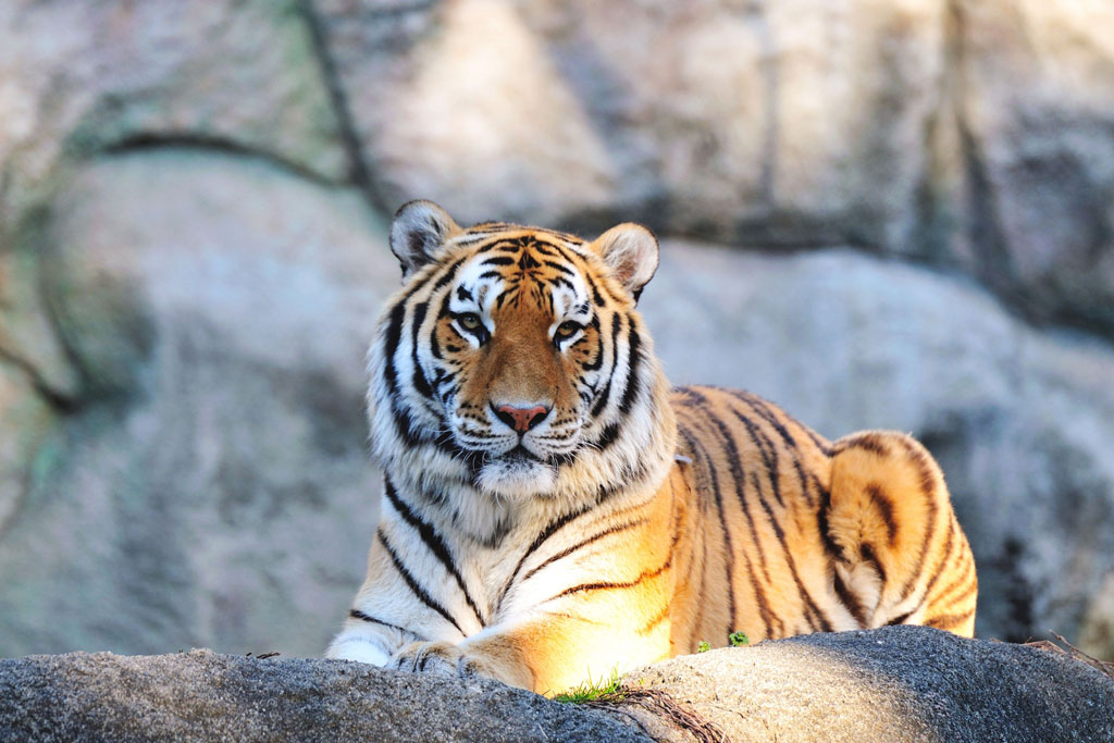 【2026年】寅の日カレンダー